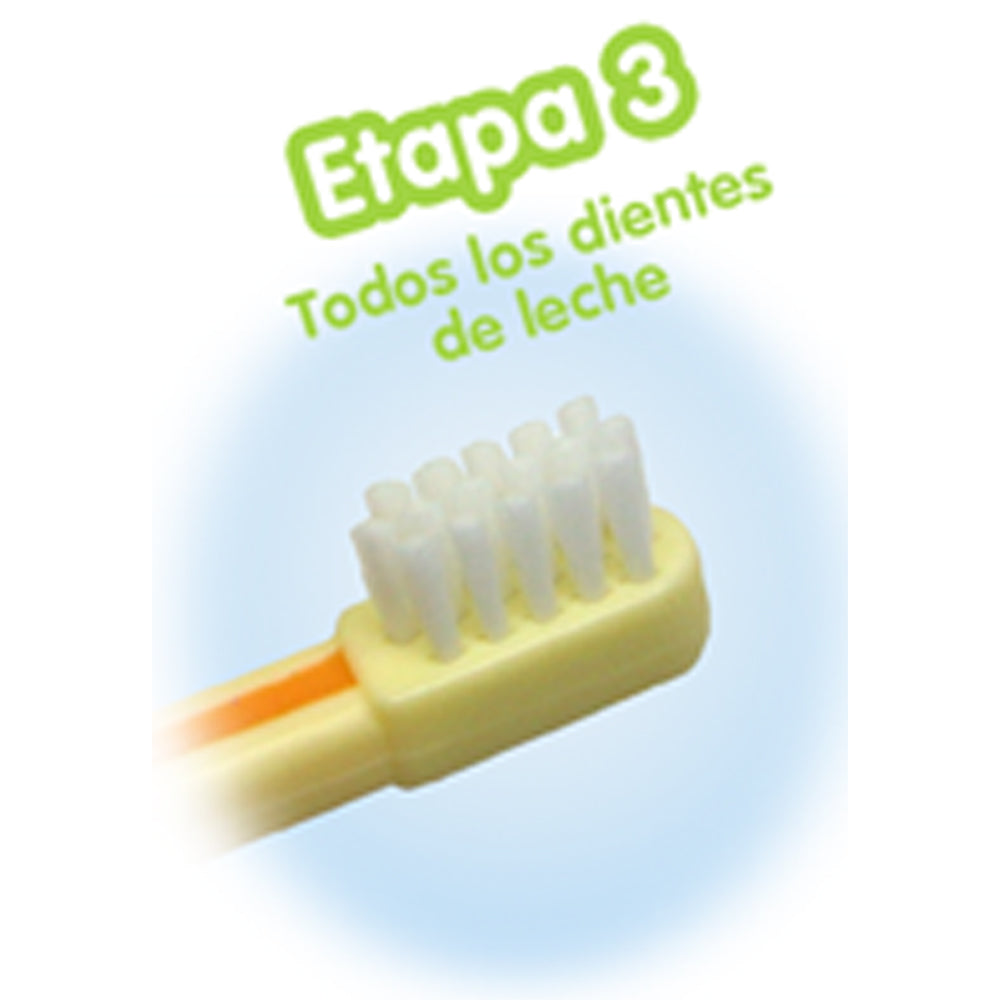 Cepillo Dental Individual Etapa N° 3